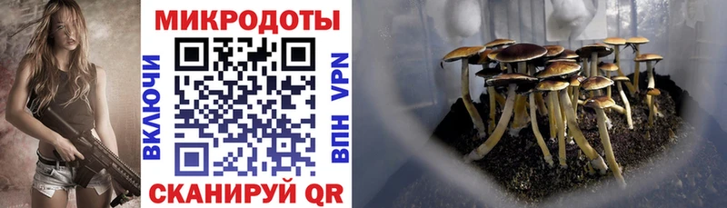 купить наркотики сайты  Севастополь  Галлюциногенные грибы Psilocybe 